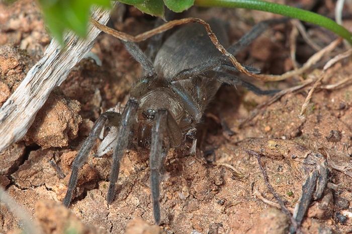 Drassodes sp.